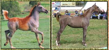 Arabian Foals Sold